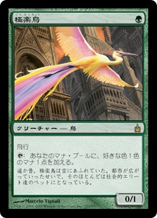 Birds of Paradise / 極楽鳥